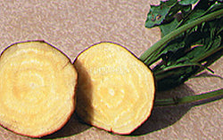 Beetroot Golden