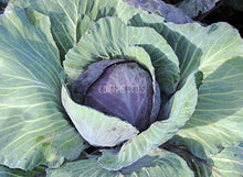 Cabbage Savoy Drumhead Perfection