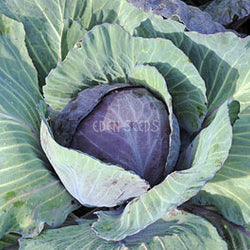 Cabbage Savoy Drumhead Perfection