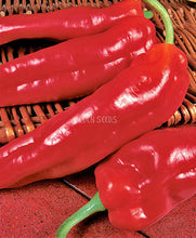 Capsicum Marconi Red