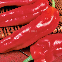 Capsicum Marconi Red