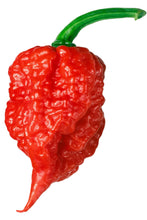 Chilli Carolina Reaper