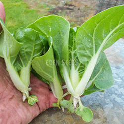 Chinese Cabbage Pak Choy Extra Dwarf