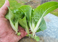 Chinese Cabbage Pak Choy Extra Dwarf