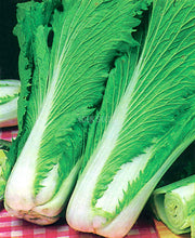 Chinese Cabbage Wong Bok