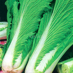 Chinese Cabbage Wong Bok
