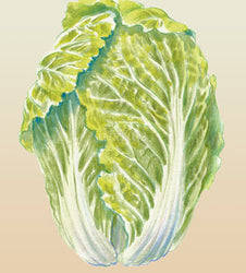 Chinese Cabbage Wong Bok