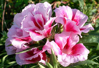 Clarkia Mix