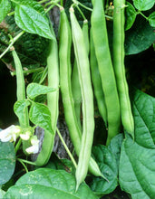 Climbing Bean Blue Lake