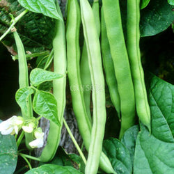 Climbing Bean Blue Lake