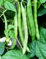 Climbing Bean Blue Lake