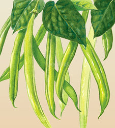 Climbing Bean Blue Lake