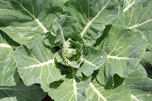 Collards Champion