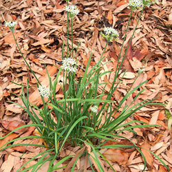 Garlic Chives