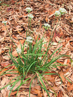 Garlic Chives