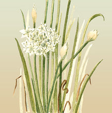 Garlic Chives