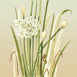 Garlic Chives