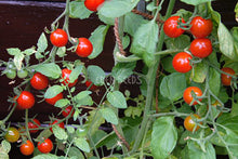 Tomato Riesentraube