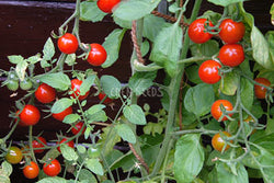 Tomato Riesentraube