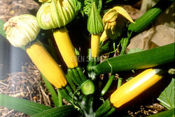 Zucchini Golden