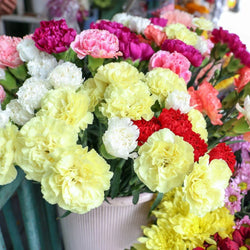 Carnations fragrance