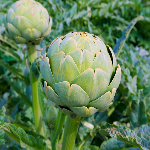 Artichoke Imperial Star