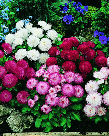 Bellis Monstrosa Mix