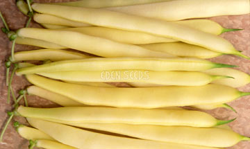 Bean Bush Cherokee Wax (Butter Bean)