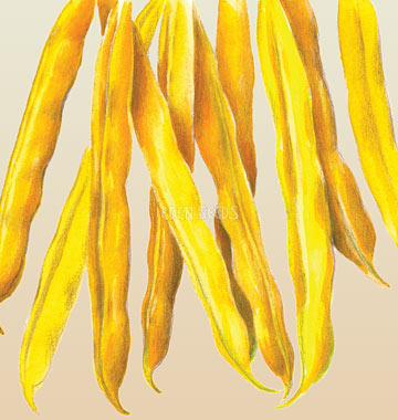 Bean Bush Cherokee Wax (Butter Bean)