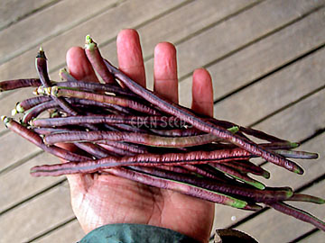 Bean Bush Royal Burgundy