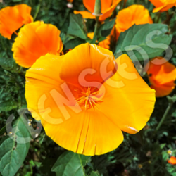 Poppy Californian Single Flowered Mix