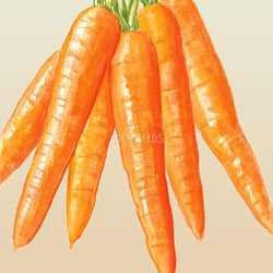 Carrot All Seasons