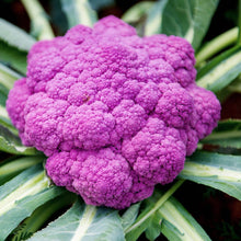 Cauliflower Purple Sicily