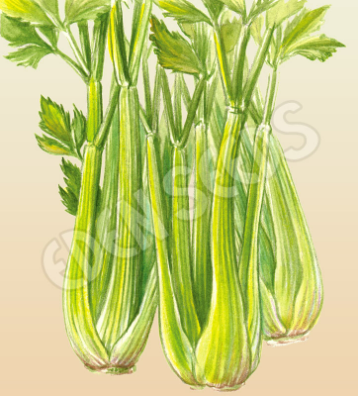 Celery Tall Utah