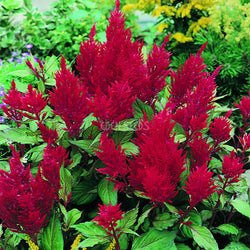 Celosia Forest Fire