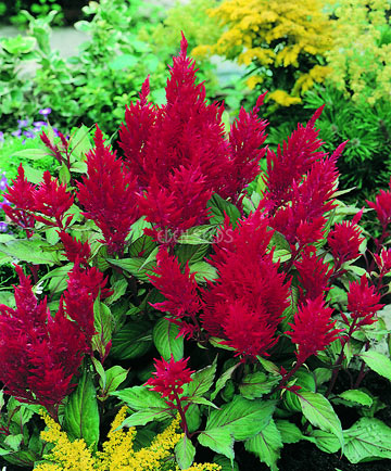 Celosia Forest Fire