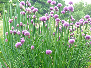 Chives