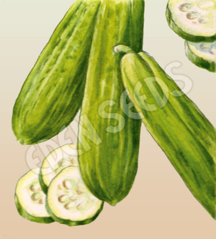Cucumber Muncher Burpless