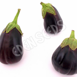 Eggplant Black Beauty