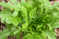 Lettuce Oak Leaf Green