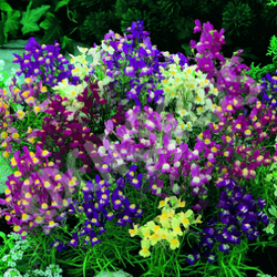 Linaria Fairy Bouquet Mix
