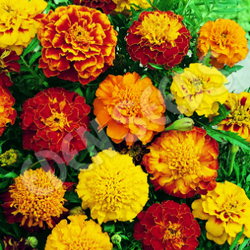 Marigold French Sparky