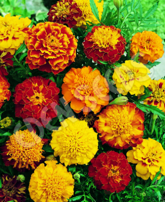 Marigold French Sparky