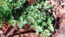 Oregano Greek