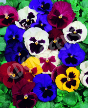 Pansy Swiss Giants Mixed