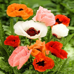 Poppy Oriental Mixed