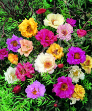 Portulaca Sunnybank Double Flowered Mixed