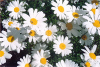 Pyrethrum