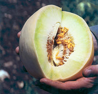 Rockmelon Honeydew