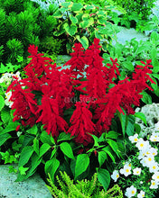 Salvia Blaze Of Fire